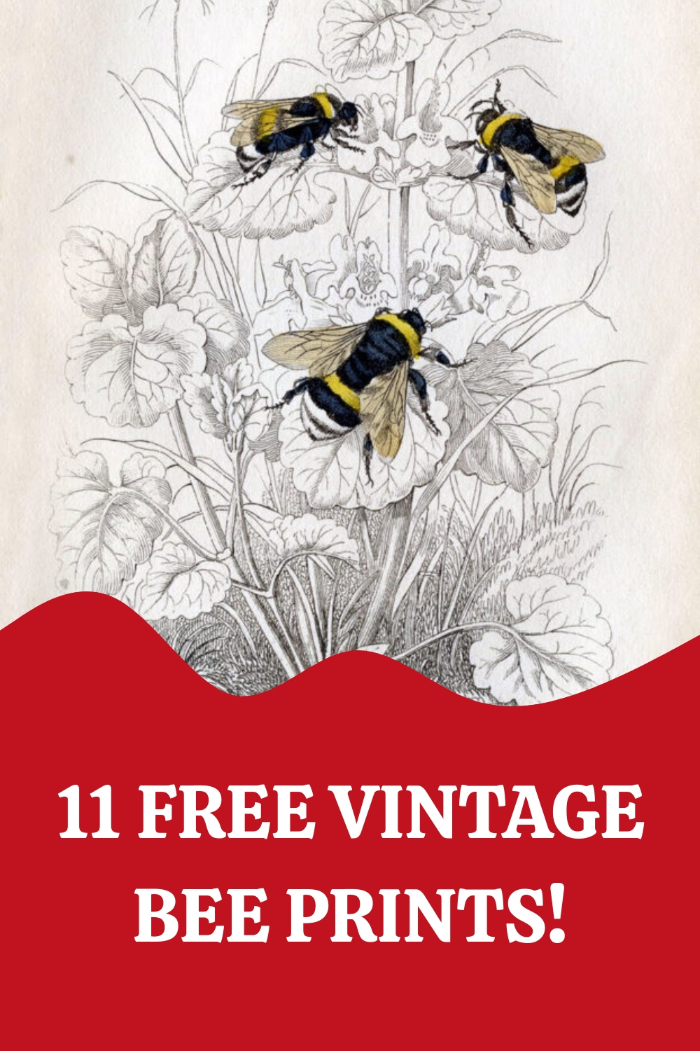 11 Natural History Bee Prints! - The Graphics Fairy with regard to Free Printable Pictures Of Bees