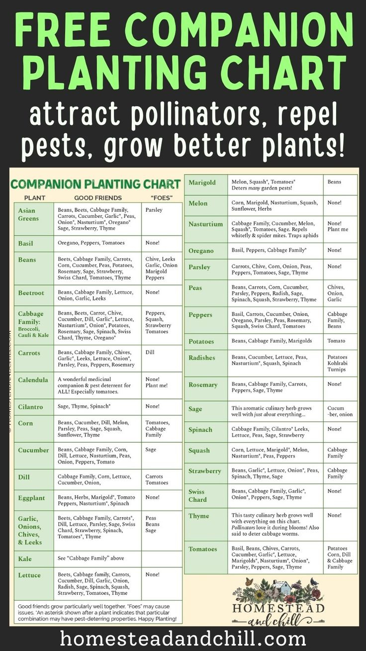 Companion Planting Chart | Free Printable Garden Companion regarding Vegetable Companion Planting Chart Printable