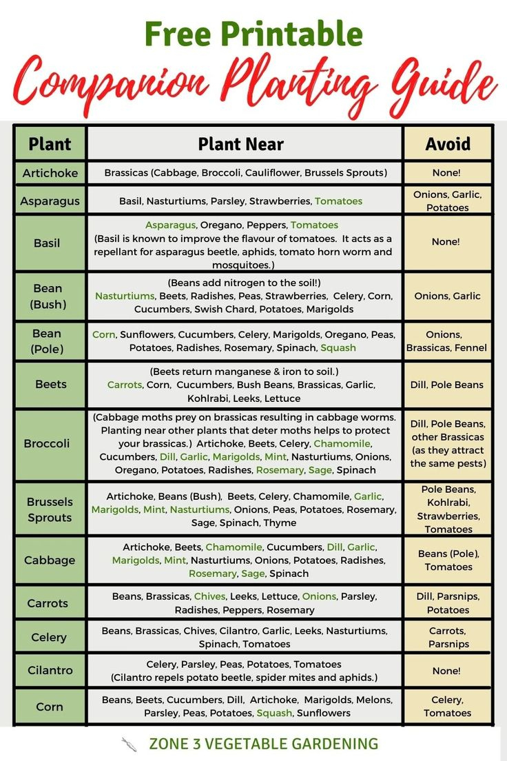 Free Printable Companion Planting Chart inside Vegetable Companion Planting Chart Printable